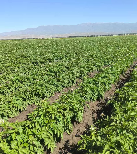 Hoe kan de aardappelindustrie in Xinjiang Wenxing de grondstoffenvoorziening veiligstellen via de aardappelplanting in het voorjaar van 2026?